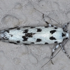 Lichenaula undescribed species nr maculosa at Ainslie, ACT - 13 Mar 2021 by jbromilow50