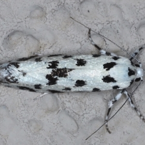 Lichenaula undescribed species nr maculosa at Ainslie, ACT - 13 Mar 2021