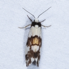 Philenora irregularis (Lithosiini) at Tidbinbilla Nature Reserve - 12 Mar 2021 by kasiaaus