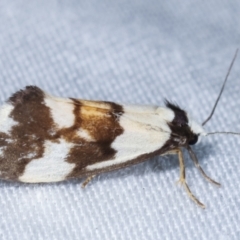 Philenora irregularis at Paddys River, ACT - 12 Mar 2021