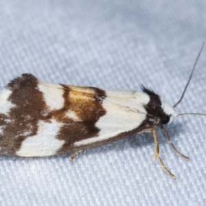 Philenora irregularis at Paddys River, ACT - 12 Mar 2021 08:12 PM