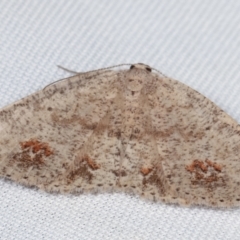 Casbia celidosema (A Geometer moth) at Paddys River, ACT - 12 Mar 2021 by kasiaaus