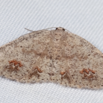 Casbia celidosema (A Geometer moth) at Paddys River, ACT - 12 Mar 2021 by kasiaaus