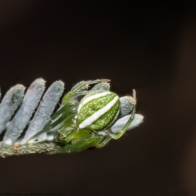 Araneus ginninderranus (Dondale's Orb-weaver) at Aranda Bushland - 15 Mar 2021 by Roger