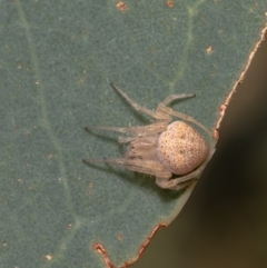 Araneus circulissparsus (species group) (Speckled Orb-weaver) at Holt, ACT - 15 Mar 2021 by Roger