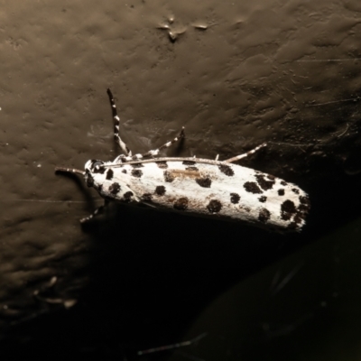 Ethmia clytodoxa (An Ethmiid moth family: (Ethmiidae)) at ANBG - 14 Mar 2021 by Roger