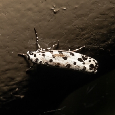 Ethmia clytodoxa (An Ethmiid moth family: (Ethmiidae)) at Acton, ACT - 15 Mar 2021 by Roger