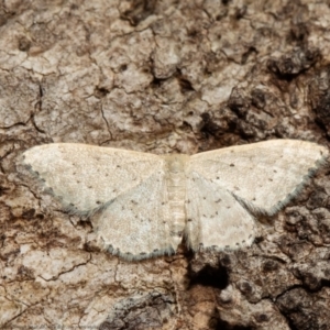 Idaea philocosma at Acton, ACT - 15 Mar 2021