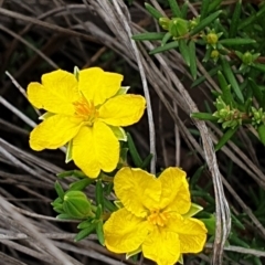 Hibbertia calycina (Lesser Guinea-flower) at Cook, ACT - 8 Mar 2021 by drakes