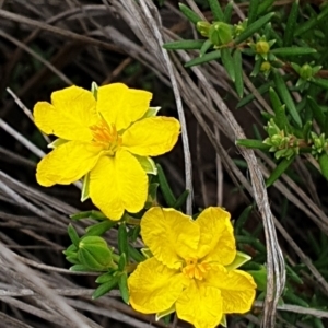 Hibbertia calycina at Cook, ACT - 8 Mar 2021 09:49 AM