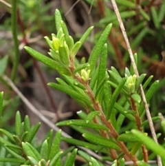 Hibbertia calycina at Cook, ACT - 8 Mar 2021 09:49 AM