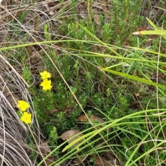 Hibbertia calycina at Cook, ACT - 8 Mar 2021 09:49 AM