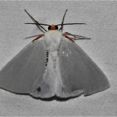 Thalaina selenaea (Orange-rimmed Satin Moth) at Tidbinbilla Nature Reserve - 12 Mar 2021 by JohnBundock