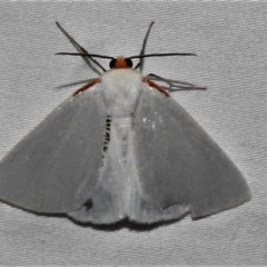 Thalaina selenaea (Orange-rimmed Satin Moth) at Paddys River, ACT - 12 Mar 2021 by JohnBundock