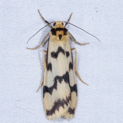 Tigrioides alterna (Alternating Footman) at Tidbinbilla Nature Reserve - 12 Mar 2021 by kasiaaus