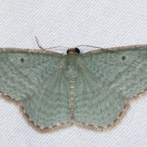 Poecilasthena balioloma at Paddys River, ACT - 12 Mar 2021