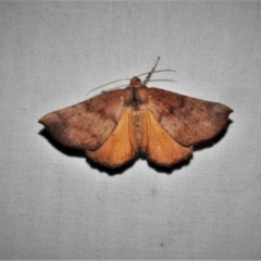 Mnesampela privata (Autumn Gum Moth) at Paddys River, ACT - 12 Mar 2021 by JohnBundock