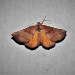 Mnesampela privata at Paddys River, ACT - 12 Mar 2021 09:45 PM