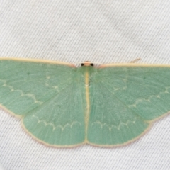 Chlorocoma dichloraria (Guenee's or Double-fringed Emerald) at Paddys River, ACT - 12 Mar 2021 by kasiaaus