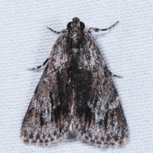 Spectrotrota fimbrialis at Paddys River, ACT - 12 Mar 2021