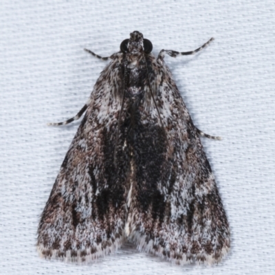 Spectrotrota fimbrialis (A Pyralid moth) at Tidbinbilla Nature Reserve - 12 Mar 2021 by kasiaaus