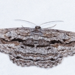 Scioglyptis chionomera (Grey Patch Bark Moth) at Paddys River, ACT - 12 Mar 2021 by kasiaaus