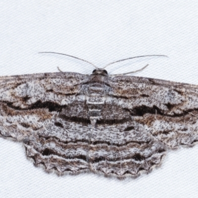 Scioglyptis chionomera (Grey Patch Bark Moth) at Tidbinbilla Nature Reserve - 12 Mar 2021 by kasiaaus