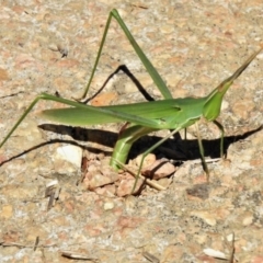 Acrida conica (Giant green slantface) at Jerrabomberra Wetlands - 15 Mar 2021 by JohnBundock