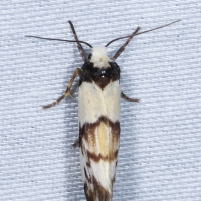 Philenora irregularis (Lithosiini) at Tidbinbilla Nature Reserve - 12 Mar 2021 by kasiaaus