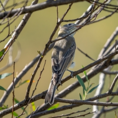 Pachycephala rufiventris (Rufous Whistler) at Stromlo, ACT - 13 Mar 2021 by trevsci