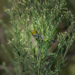 Zosterops lateralis (Silvereye) at Stony Creek - 13 Mar 2021 by trevsci