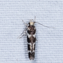 Cosmopterigidae (family) (Unidentified Cosmopterigid moth) at Tidbinbilla Nature Reserve - 12 Mar 2021 by kasiaaus
