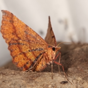 Rhinodia rostraria at Paddys River, ACT - 12 Mar 2021 08:16 PM