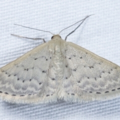 Idaea philocosma (Flecked Wave) at Paddys River, ACT - 12 Mar 2021 by kasiaaus