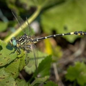 Austrogomphus cornutus at Coree, ACT - 13 Mar 2021