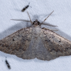 Furcatrox (genus) (A Cape moth (Diptychini) at Paddys River, ACT - 12 Mar 2021 by kasiaaus