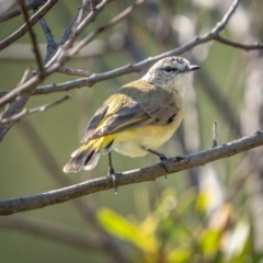 Acanthiza chrysorrhoa (Yellow-rumped Thornbill) at Stromlo, ACT - 13 Mar 2021 by trevsci