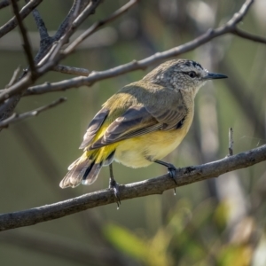 Acanthiza chrysorrhoa at Stromlo, ACT - 13 Mar 2021