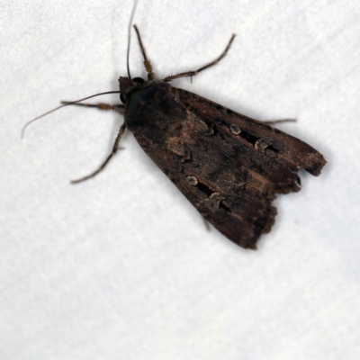 Agrotis infusa (Bogong Moth, Common Cutworm) at Paddys River, ACT - 12 Mar 2021 by ibaird