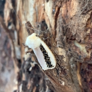 Oenosandra boisduvalii at Murrumbateman, NSW - 15 Mar 2021 06:42 PM