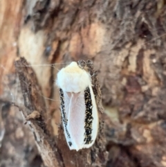 Oenosandra boisduvalii at Murrumbateman, NSW - 15 Mar 2021 06:42 PM