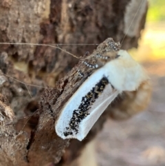 Oenosandra boisduvalii at Murrumbateman, NSW - 15 Mar 2021 06:42 PM