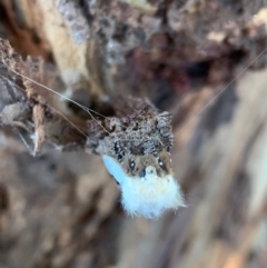 Oenosandra boisduvalii at Murrumbateman, NSW - 15 Mar 2021 06:42 PM