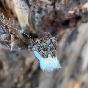 Oenosandra boisduvalii at Murrumbateman, NSW - 15 Mar 2021 06:42 PM