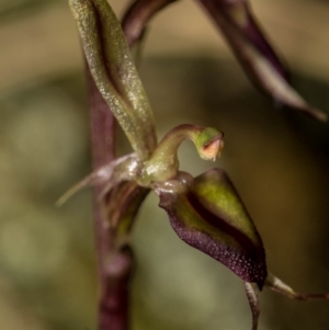 Acianthus exsertus at Jerrabomberra, NSW - 14 Mar 2021