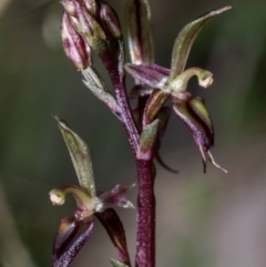 Acianthus exsertus at Jerrabomberra, NSW - 14 Mar 2021