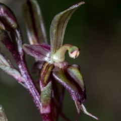 Acianthus exsertus at Jerrabomberra, NSW - 14 Mar 2021