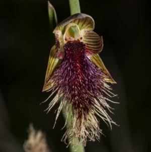 Calochilus platychilus at Royalla, NSW - suppressed