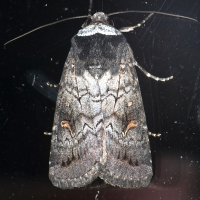 Proteuxoa restituta (Black-bodied Noctuid) at Ainslie, ACT - 13 Mar 2021 by jb2602