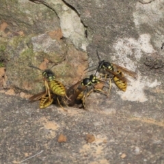 Vespula germanica (European wasp) at ANBG - 11 Mar 2021 by TimL